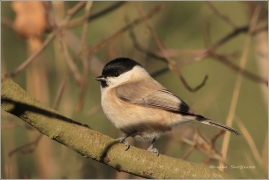 <p>SÝKORA BABKA ( Parus palustris) /Marsh tit - Sumpfmeise/</p>